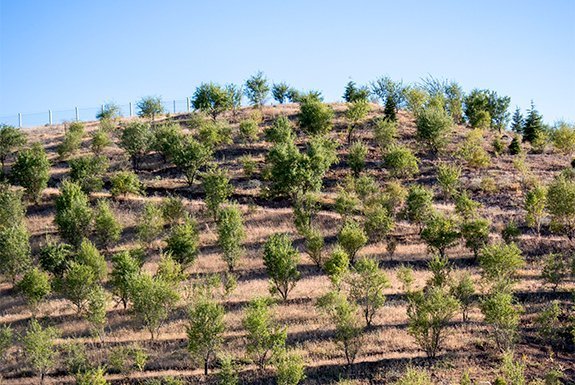Plantación de árboles
