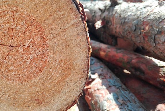 Tala y retirada de madera